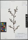Foto von Salix viminalis L.